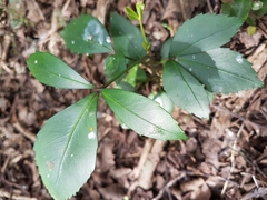 Pseudopanax crassifolius × lessonii