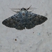 Erebinae