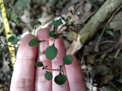 Coprosma crassifolia