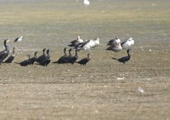 Phalacrocorax fuscicollis
