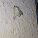 Lepidoptera