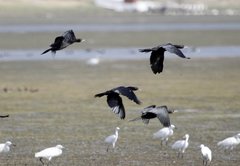 Phalacrocorax fuscicollis