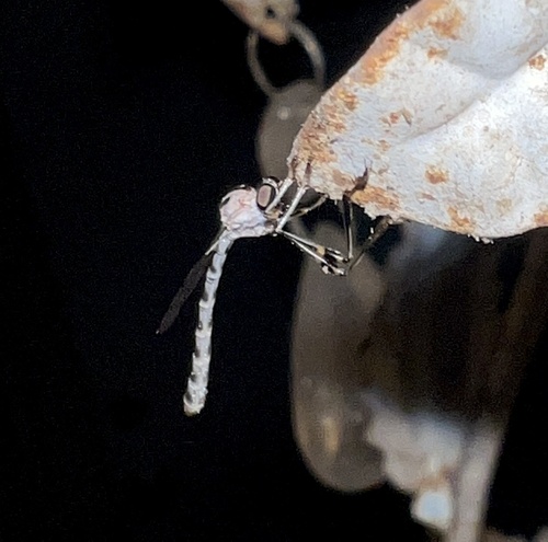 Leptogaster virgata