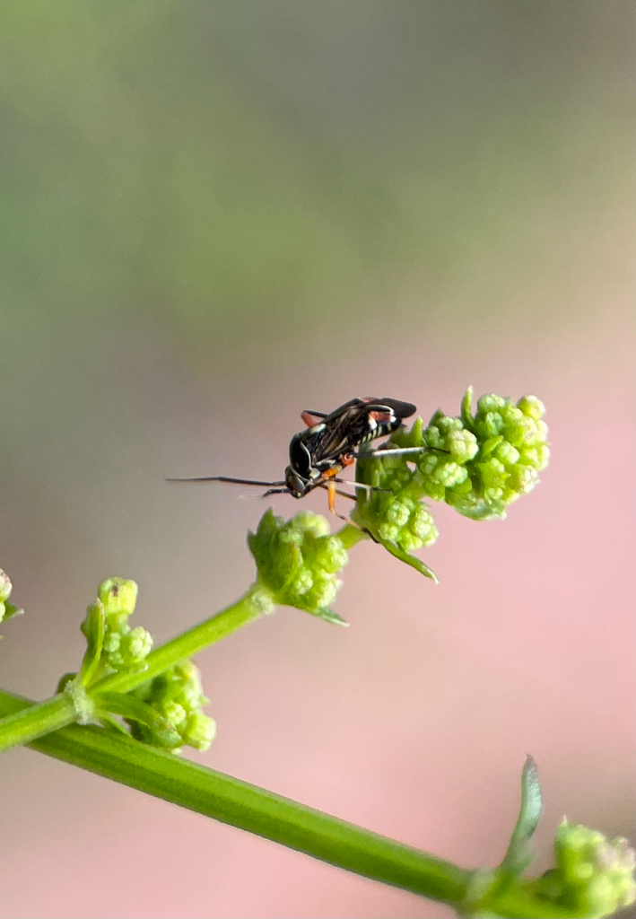 Polymerus elegans