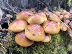 Pholiota microspora