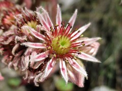 Sempervivum marmoreum
