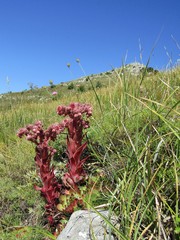 Sempervivum marmoreum