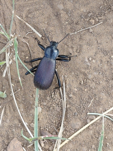 Obscure darkling beetle