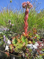 Sempervivum marmoreum