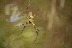 Trichonephila clavipes