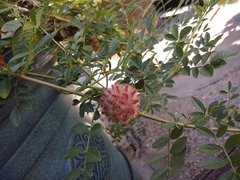 Glycyrrhiza echinata