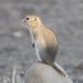Piute Ground Squirrel - Photo (c) Donna Pomeroy, some rights reserved (CC BY-NC), uploaded by Donna Pomeroy