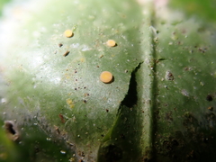 Coenogonium fallaciosum