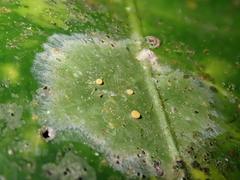 Coenogonium fallaciosum