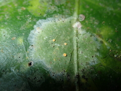 Coenogonium fallaciosum