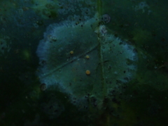 Coenogonium fallaciosum