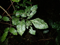 Coenogonium fallaciosum