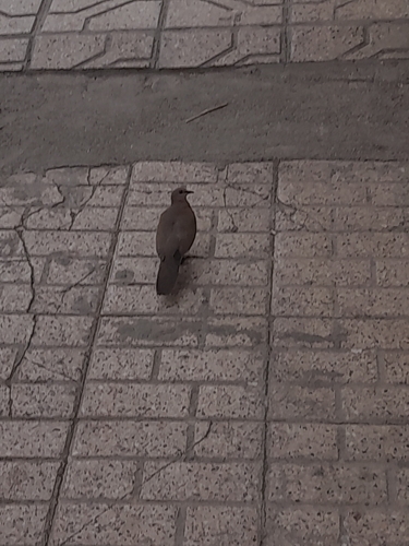 Laughing Dove