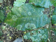 Coenogonium fallaciosum