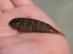 Florida Blenny photo 4