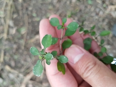 Coprosma propinqua