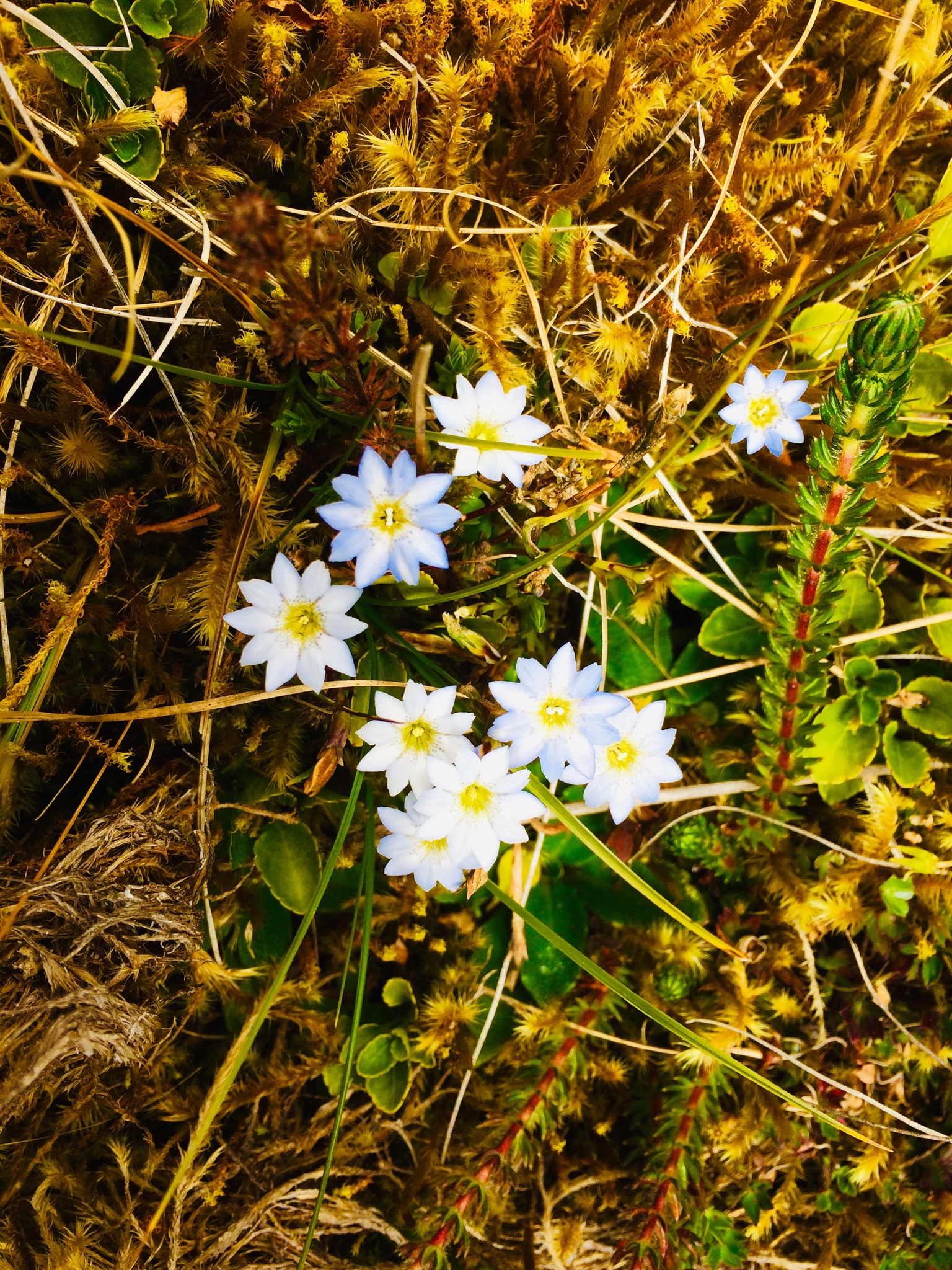 Gentiana prostrata image