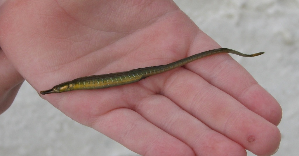 Gulf Pipefish