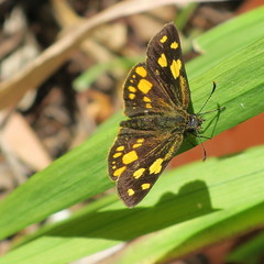 Metisella metis metis