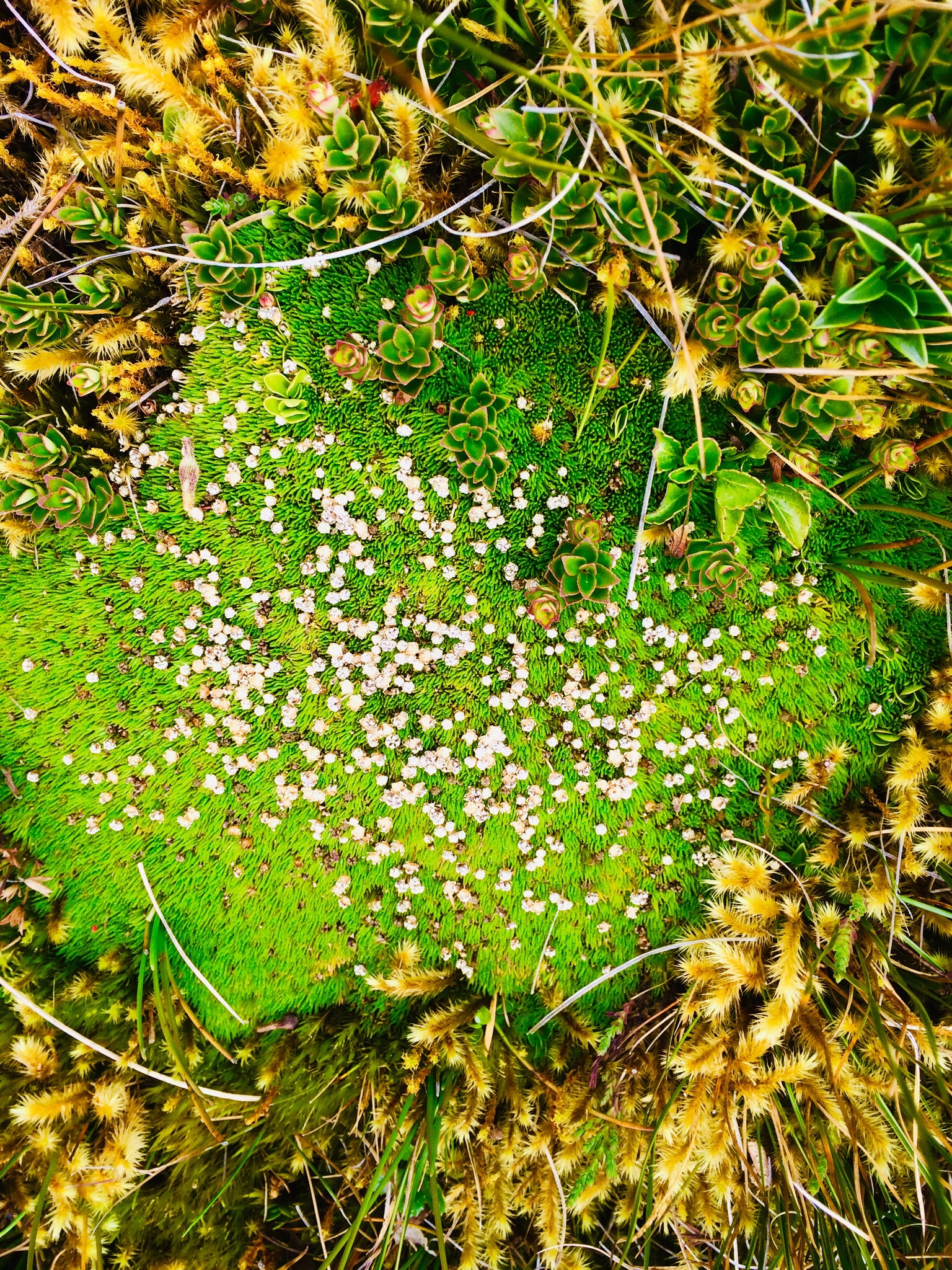 Paepalanthus lodiculoides image