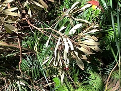 Rhododendron formosanum