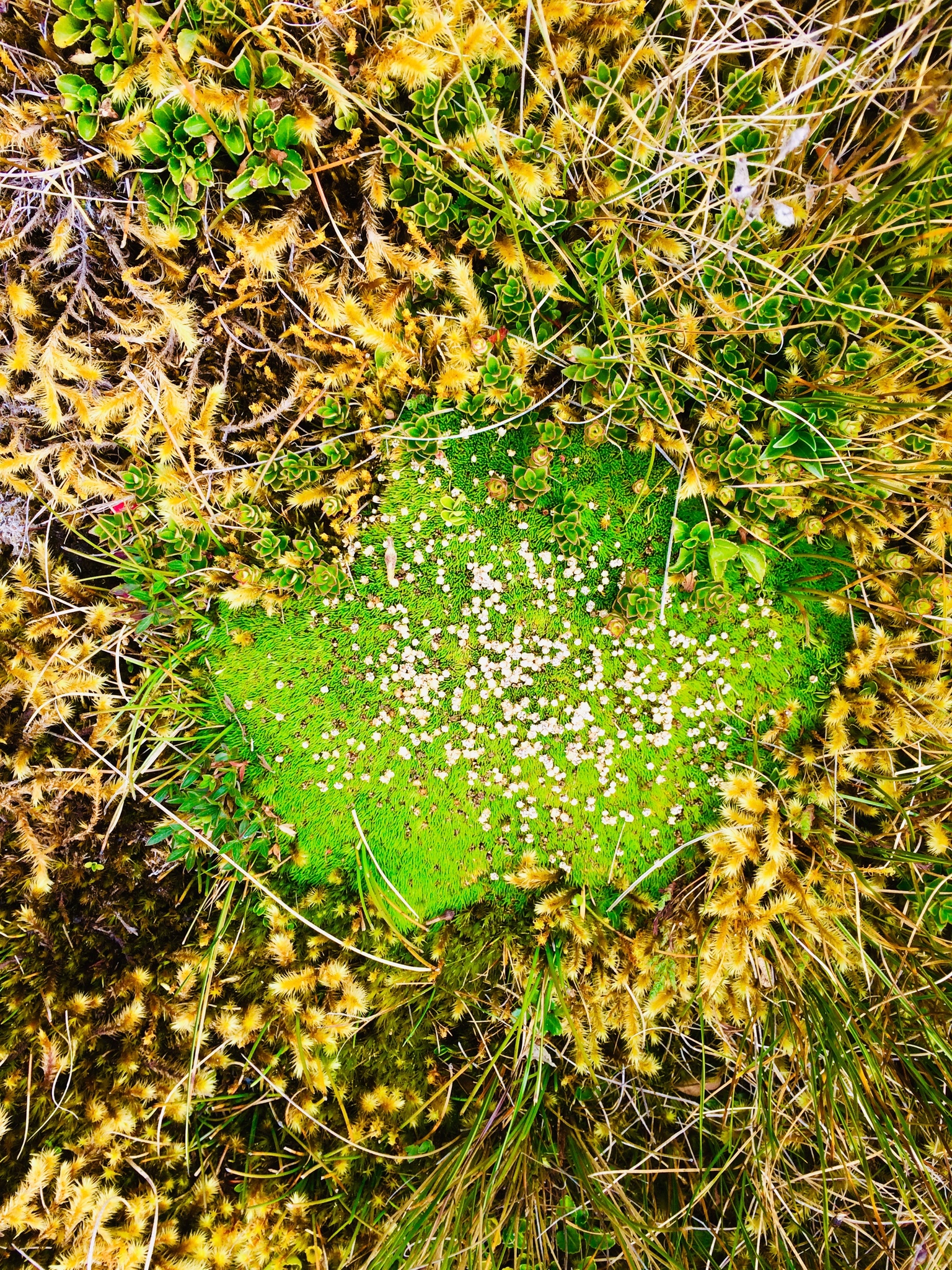 Paepalanthus lodiculoides image