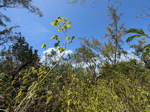 Image of Abutilon permolle by (c) Scott Allen Davis, some rights reserved (CC BY)