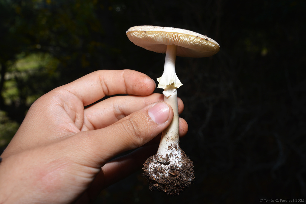 Amanita phalloides · April 2025 · photo: © tomascarper (iNaturalist, cc-by)