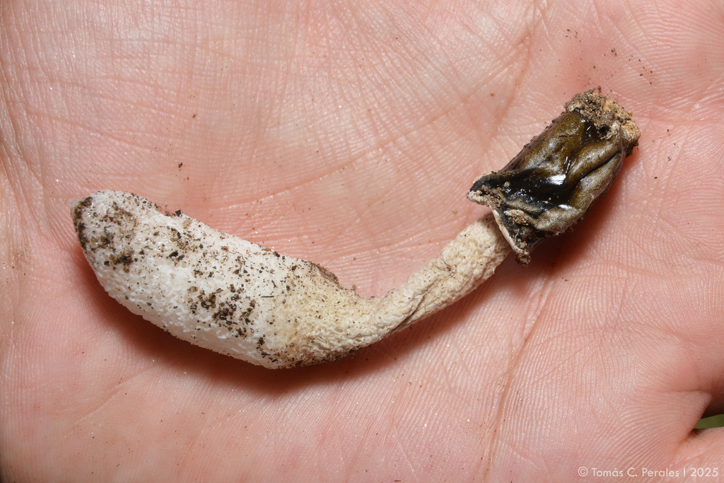 Phallus granulosodenticulatus · April 2025 · photo: © tomascarper (iNaturalist, cc-by)