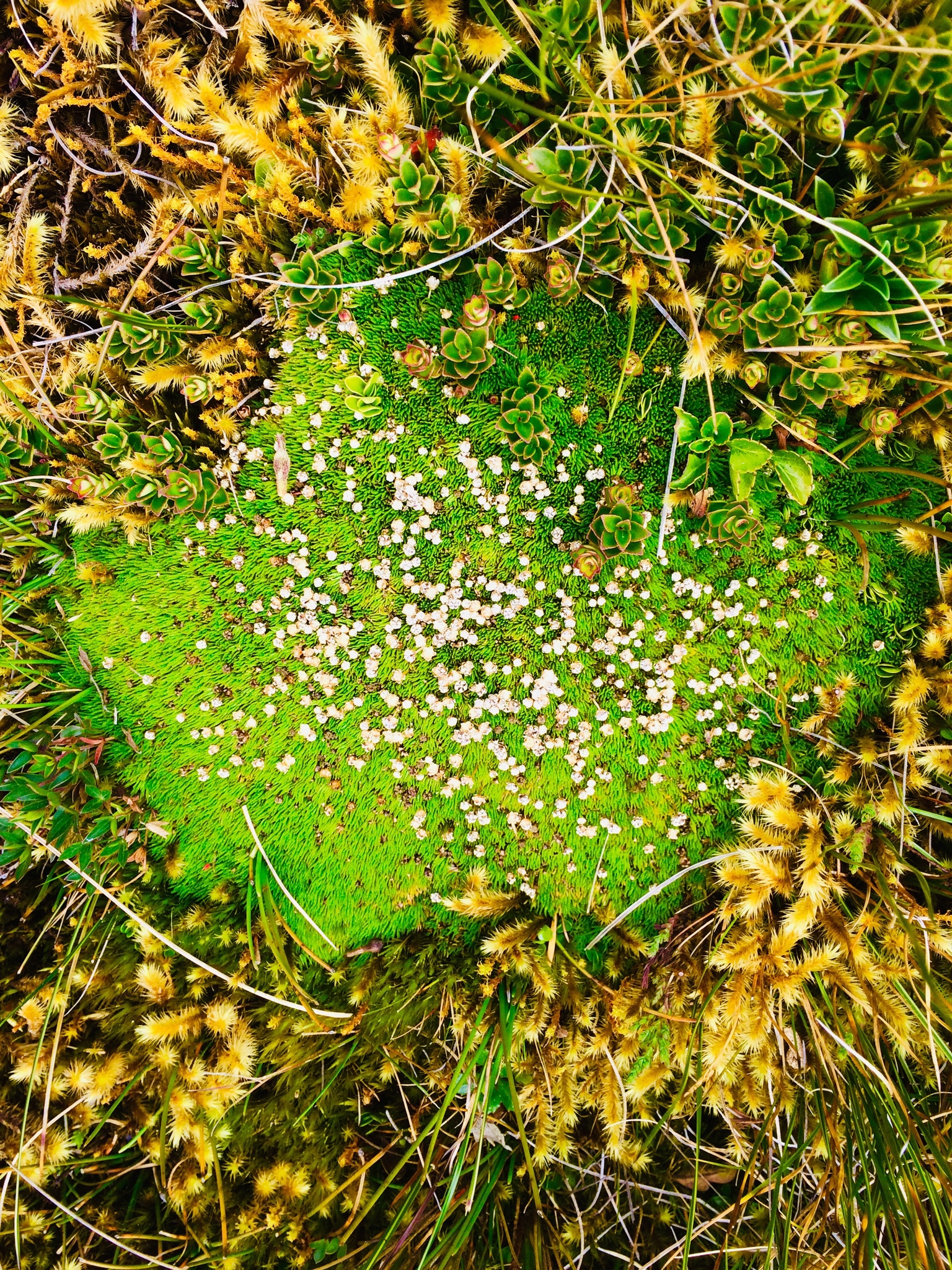 Paepalanthus lodiculoides image