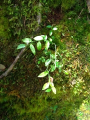 Vaccinium japonicum lasiostemon