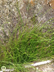 Equisetum bogotense