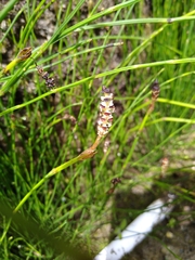 Equisetum bogotense