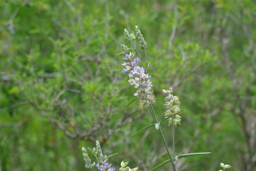 Turniproot (Pediomelum cyphocalyx)