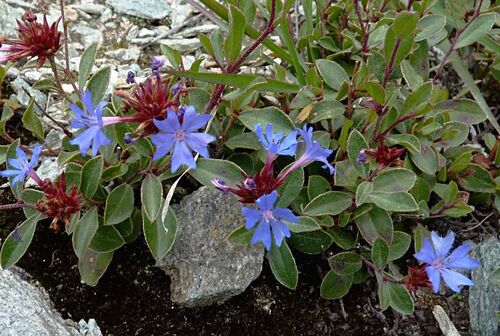 Ceratostigma minus