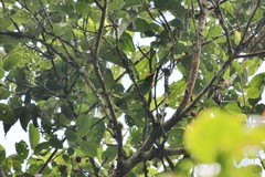 Psilopogon armillaris