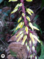 Pitcairnia multiflora