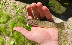 Salvelinus leucomaenis