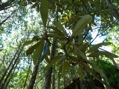 Rhododendron formosanum