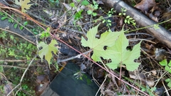 Vitis palmata