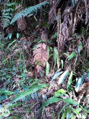 Pitcairnia multiflora