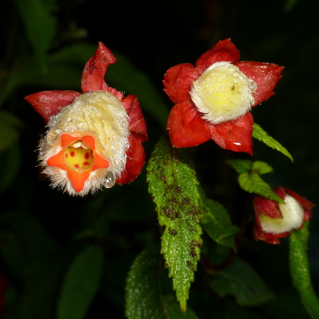 Kohleria hypertrichosa