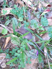 Didelphinae
