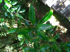 Ilex tugitakayamensis
