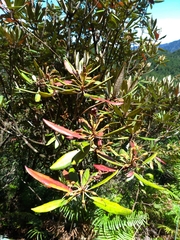 Rhododendron formosanum